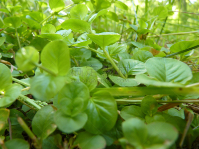 特写,gold lysimachia,大特写,珍珠菜,暗色,公园,水平画幅,枝繁叶茂,无人,园艺