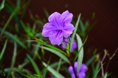 仅一朵花,紫色,hypoestes,爵床科,矮牵牛花,选择对焦,美,水平画幅,熨斗,户外