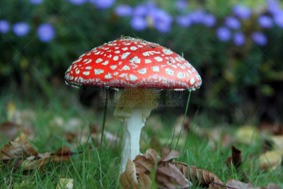 特写,蘑菇,伞形毒菌,褐色,草地,水平画幅,秋天,无人,户外,生物学