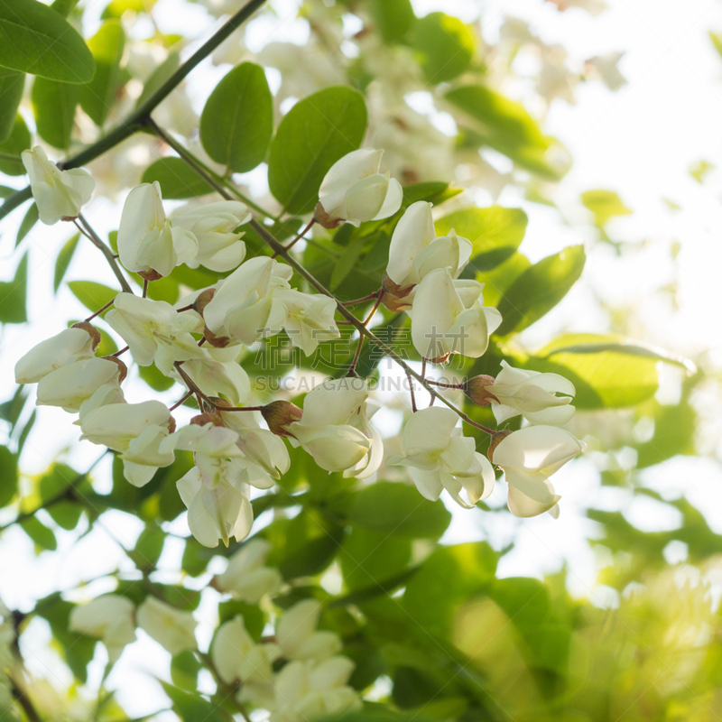 花朵,黑色,蝗虫,固氮,洋槐,箔击剑,豌豆花,白色,自然,树