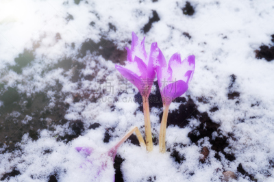 雪,选择对焦,水,艺术,水平画幅,形状,无人,干花,柳叶,明亮