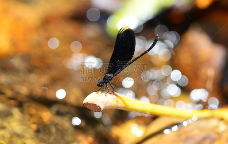 蜻蜓,southern hawker dragonfly,brown hawker dragonfly,水平画幅,王蜻蜓,无人,2015年,撇水蜻蜓,摄影