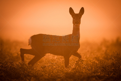鹿,自然,雄鹿,褐色,草地,水平画幅,欧洲,林间空地,野外动物,夏天