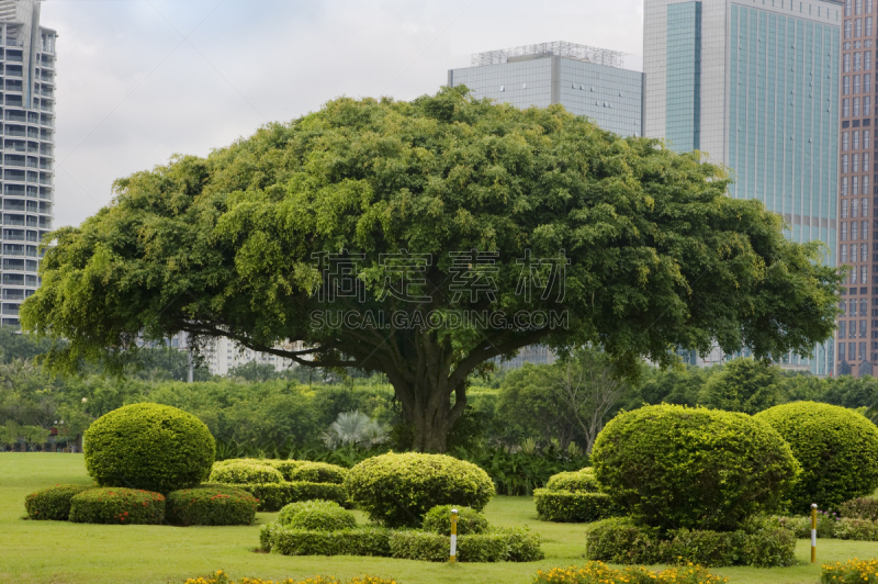 海口,城市,风景,自然美,亚洲,伦敦城,建筑外部,环境保护,图像,美