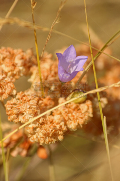 蓝铃花,滑铁泸国家高原,石生风铃草,垂直画幅,留白,草地,生物,阿尔伯塔省,无人,蓝色