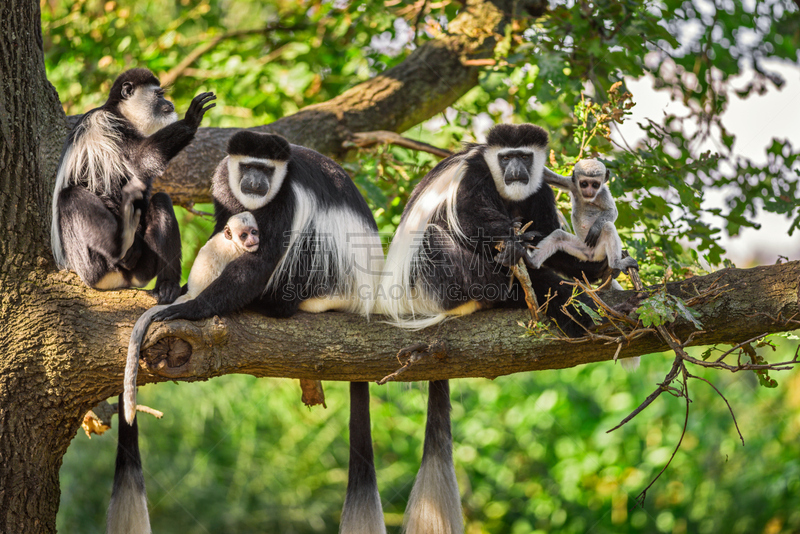 猴子,叶猴,bay colobus monkey,猿,水平画幅,进行中,野外动物,户外,特写,哺乳纲