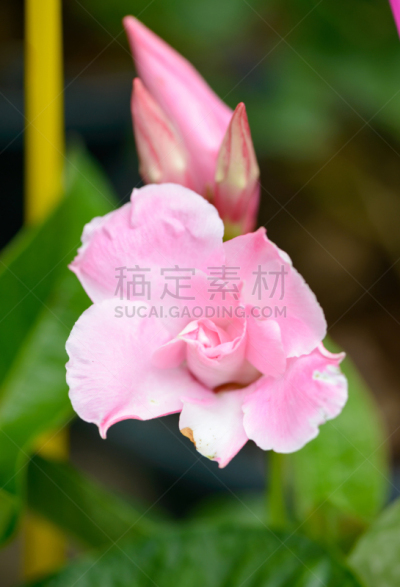 粉色,玫瑰,红蝉花,垂直画幅,无人,夏天,户外,特写,植物,彩色图片