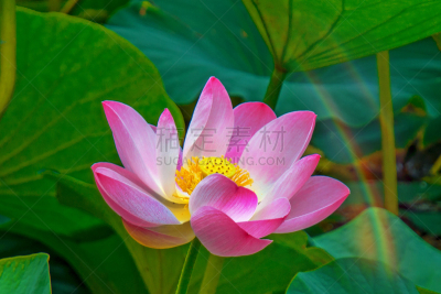 湖,粉色,荷花,花蕾,巨大的,水,天空,夏天,沼泽,花束