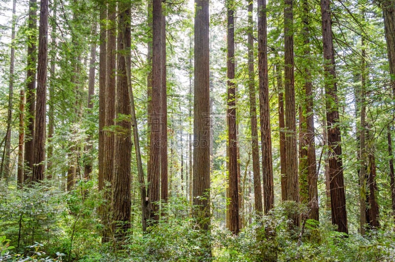 德劳特卡斯特州立公园,洪堡企鹅,国际生物圈保护区,原生林,红杉,北加利福尼亚州,水平画幅,无人,户外,树林