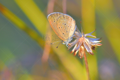 蝴蝶,俄亥俄河,天空,美,水平画幅,美人,动物身体部位,夏天,户外,光