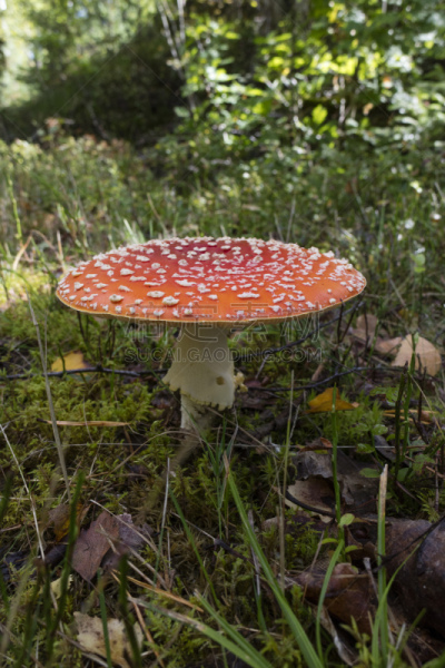 蘑菇,鹅膏菌,垂直画幅,圆形,秋天,无人,有毒生物体,毒蝇菇,斑点,户外