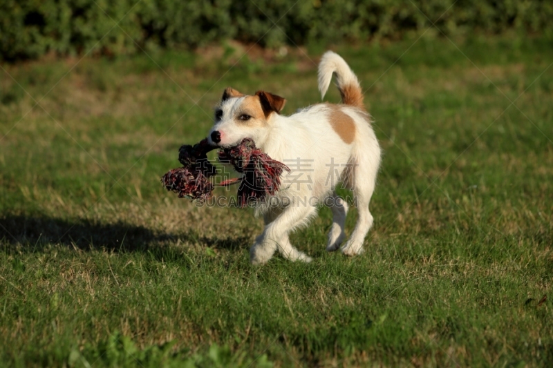 杰克拉瑟短腿犬,体育比赛,纯种犬,水平画幅,嬉戏的,梗犬,哈巴狗,福克斯猎狐犬,2015年,猎犬