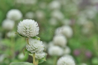 苋属植物,水平画幅,秋天,无人,九月,日本,藤泽市,红巧梅,户外,红色
