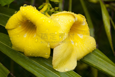 仅一朵花,软枝黄蝉,粉红蝉,抗炎,花冠,毛莨科,小号,芳香的,夏天,美洲