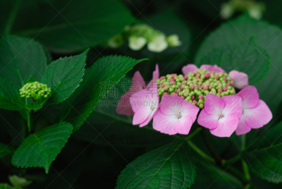 八仙花属,植物,水平画幅,无人,亚洲,东京,日本,关东地区,日野,摄影
