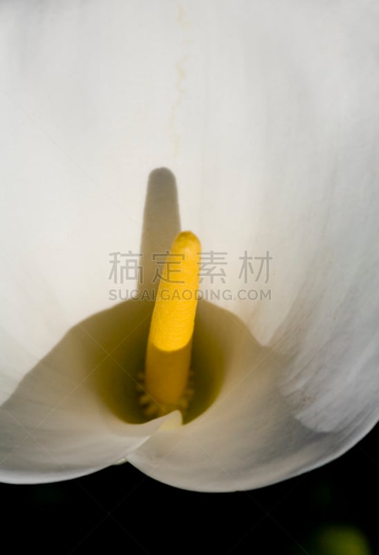 卵巢,花柱头,垂直画幅,枝繁叶茂,纯净,阴影,百合花,生殖器官,白色,植物