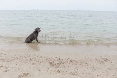 进行中,狗,幸福,海洋,海滨雏菊,警犬,杂种狗,非营利机构,水,美