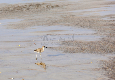 野外动物,海滩,美,褐色,水平画幅,沙子,鸟类,东点,动物身体部位,户外