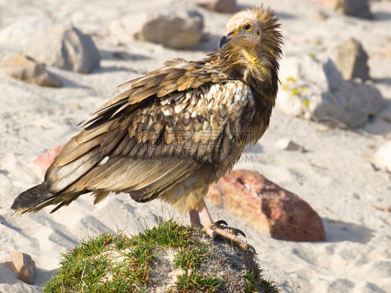 egyptian vulture,索科特拉岛,秃鹰,也门,自然,野生动物,食肉鸟,水平画幅,无人,鸟类