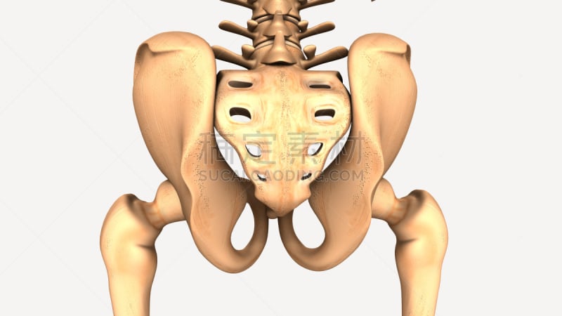 绘画插图,三维图形,臀,髂骨,骶骨,射线成像,股骨,脊椎