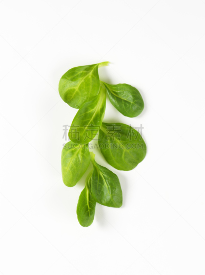 清新,蔬菜叶,玉米,长发公主,野苣,垂直画幅,高视角,素食,无人,有机食品
