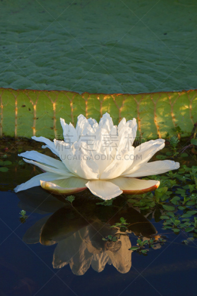 睡莲,科连特斯省,垂直画幅,选择对焦,水生植物,无人,曙暮光,偏远的,户外,仅一朵花