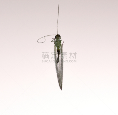 两翼昆虫,水平画幅,绿色,死的,动物身体部位,翅膀,lacewing,触角,2015年,动物