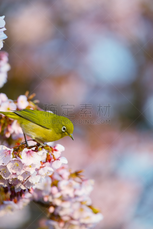 海角白眼鸟,樱桃,自然,垂直画幅,樱花,无人,鸟类,花头,北美歌雀,摄影