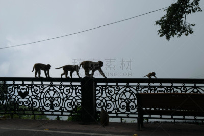 猴子,家庭,在雾中,德拉敦,乌塔兰恰尔邦,水平画幅,地形,山,无人,婴儿
