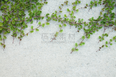 攀缘植物,绿色,围墙,白色,爬行无花果,褐色,水平画幅,砖墙,夏天,户外