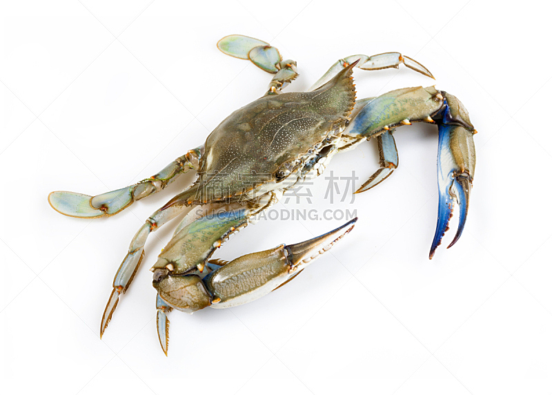蓝蟹,水平画幅,海产,标签,动物身体部位,夏天,想法,螃蟹,白色,甲壳动物