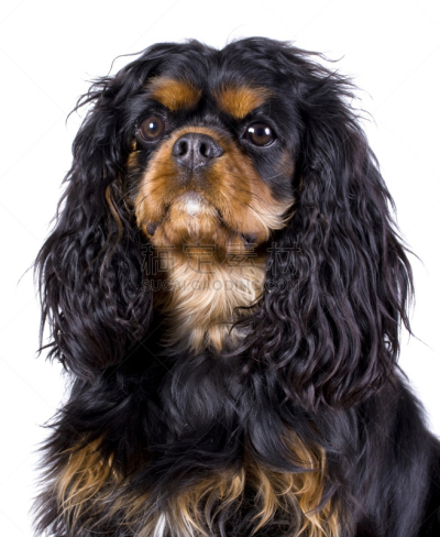 查理王小猎犬,查尔斯王犬,斯班尼犬,垂直画幅,褐色,友谊,毛绒绒,柔和,狗,纯种犬