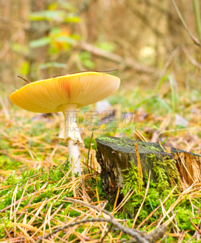 蘑菇,伞形毒菌,自然,垂直画幅,草地,秋天,无人,户外,前景聚焦,红色