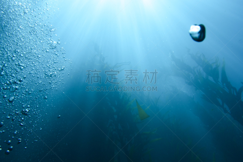 阳光光束,海藻灰,海洋,风景,水,水平画幅,水肺潜水,圣塔卡特莱那岛,无人,水下