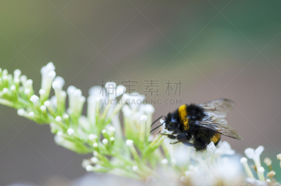 蜜蜂,水平画幅,无人,忙碌,夏天,户外,大黄蜂,植物,植物学,条纹