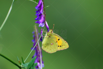 clouded yellow butterfly,蝴蝶,黄色,自然美,野花,康沃尔,缬草属植物,美,水平画幅,英格兰
