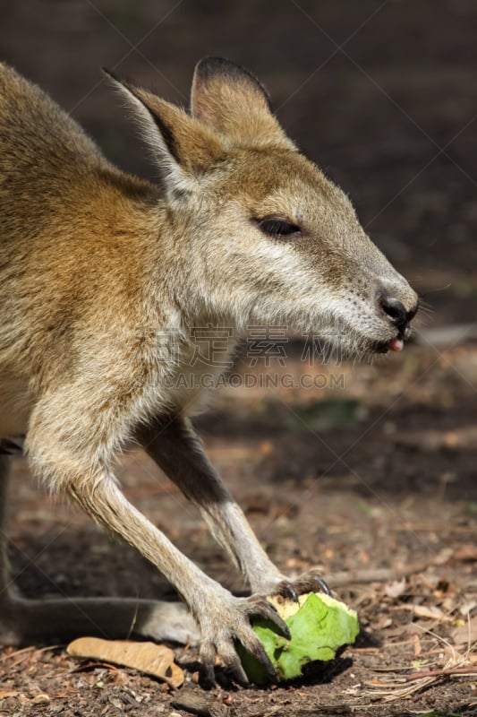 agile wallaby,特写,动物食性,平衡折角灯,水果,北领地州,小袋鼠,袋鼠,偏远地区,有袋亚纲