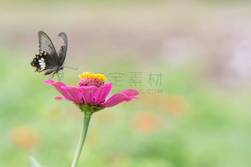 鱼尾菊,花瓣,粉色,前景聚焦,普通摩门蝶,花头,美,水平画幅,无人,夏天