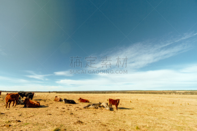阿伯丁安格斯牛,田地,兽群,拉潘帕市,大群动物,食草,天空,水平画幅,户外,干的