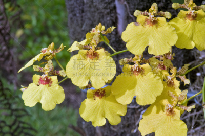文心兰,兰花,动物,水平画幅,无人,黄色,摄影,花