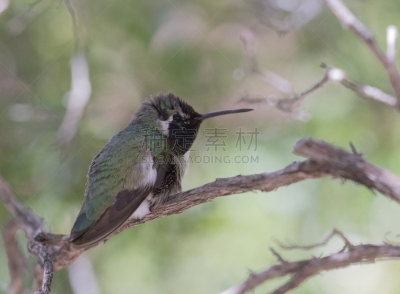 黑颏蜂鸟,雄性动物,trumpeter swan,自然,野生动物,美国,水平画幅,小的,鸟类,动物身体部位