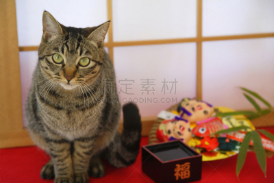 猫,是,婴儿,圆颅党,枡,耙子,水平画幅,无人,日本,图像
