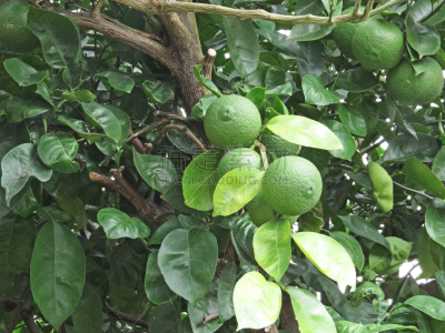 日本柑橘,水平画幅,维生素,果汁,夏天,户外,特写,明亮,植物,日本食品