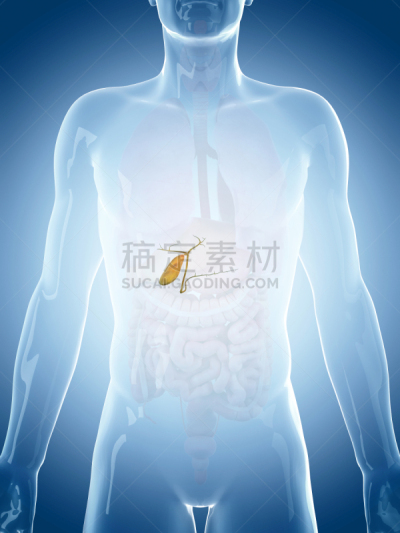 绘画插图,健康保健,垂直画幅,人类消化系统,蓝色,胆囊,人,科学,计算机制图,计算机图形学