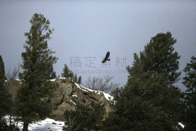 金雕,自然,野生动物,水平画幅,鸟类,鹰,摄影,飞