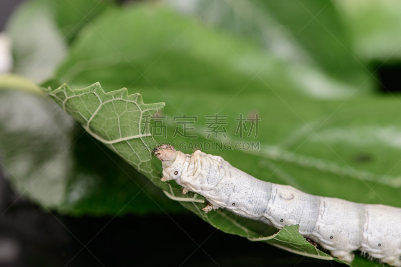 蚕,白色,自然,野生动物,水平画幅,绿色,纤维,特写,植物,幼虫