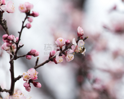 仅一朵花,自然美,杏仁核,荧光灯,哈萨克斯坦,图像,水平画幅,植物学,雄蕊,特写