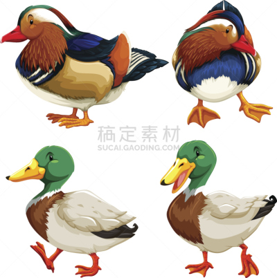 反差,自然,野生动物,无人,绘画插图,剪贴画,鸟类,计算机制图,计算机图形学,图像
