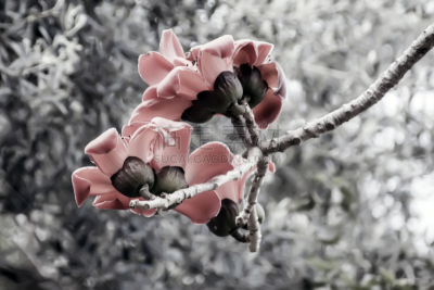 木棉树,丝绸,灰松,开花时间间隔,天空,美,水平画幅,无人,巨大的,特写