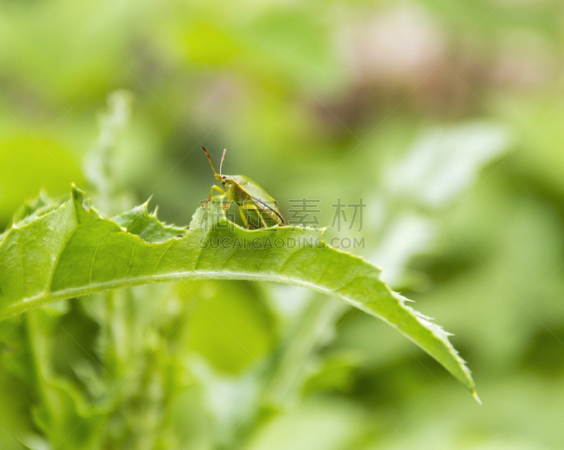 green shield bug,自然,水平画幅,绿色,无人,户外,农作物,春天,植物,盾蝽